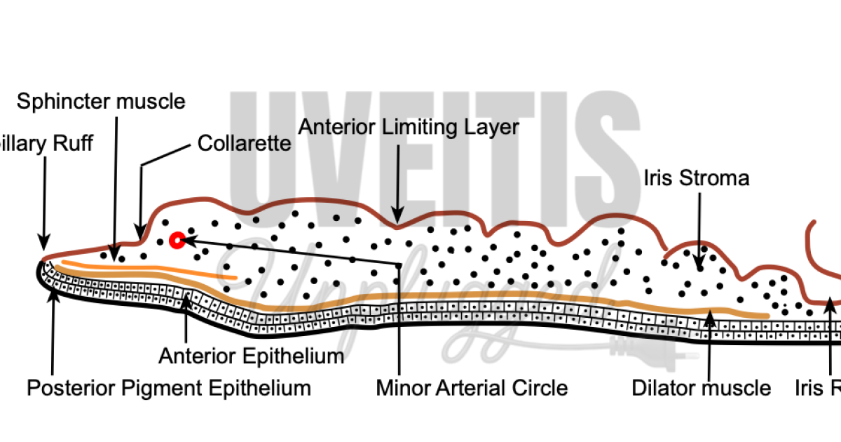 Anatomy of Uveal Tract: Iris