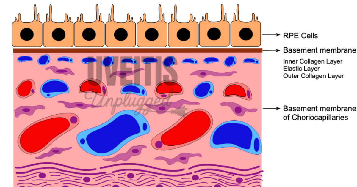 Anatomy of Uveal Tract: Choroid