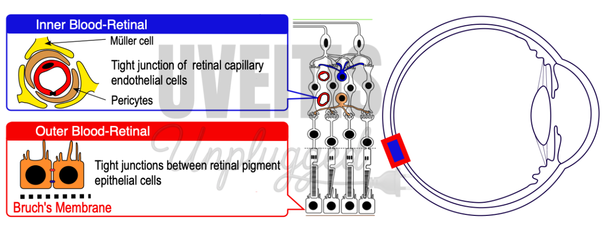 Blood–Ocular Barriers
